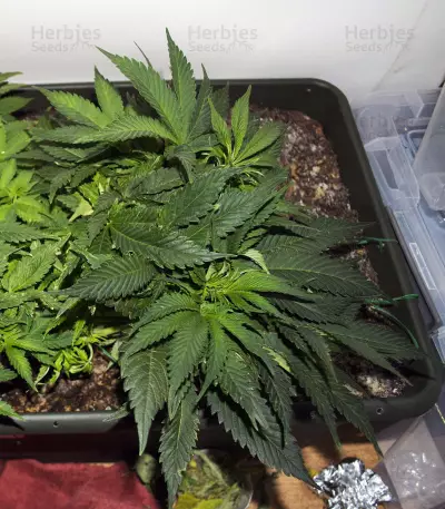 White Thunder cannabis strain