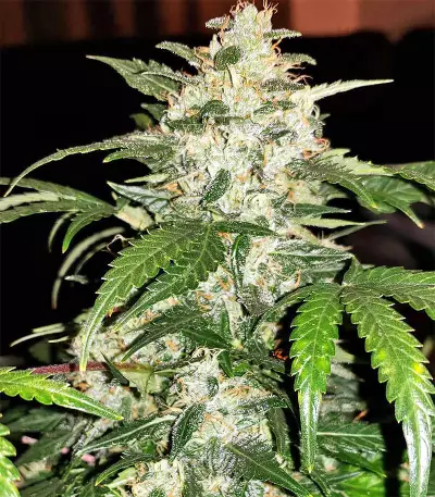 White Widow Auto strain