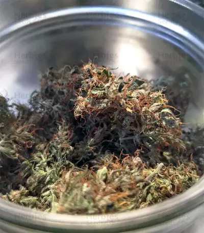 Zamaldelica (Ace Seeds) Cannabis-Samen