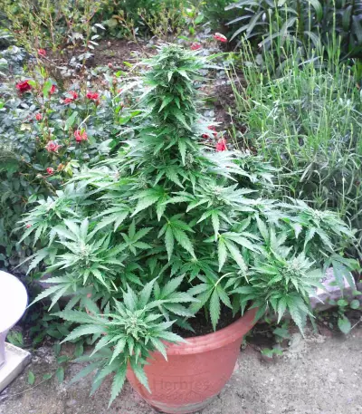 Ak Automatic (BlimBurn Seeds) Cannabis-Samen