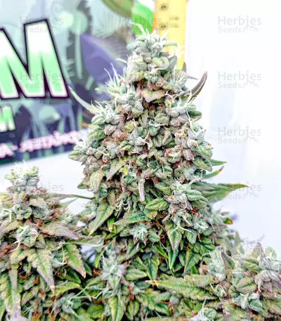 Auto Skywalker Haze strain