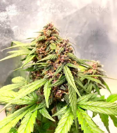 Auto Super OG Kush (Pyramid Seeds) Cannabis-Samen