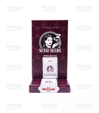 Big Bud (Sensi Seeds) Cannabis-Samen