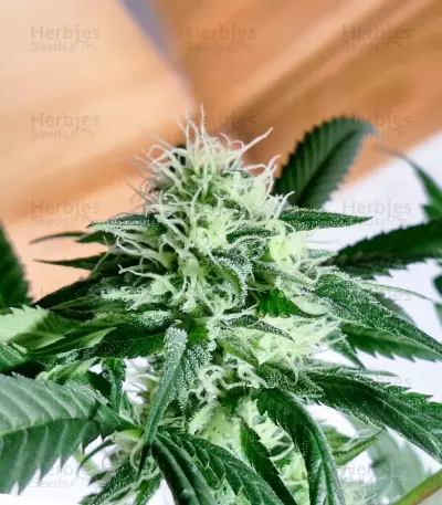 Blue Zushi feminisierte Samen (Original Sensible Seeds)