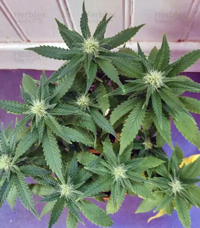 Critical + 2.0 (Dinafem Seeds) Cannabis-Samen