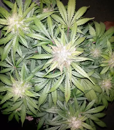 Cropical Fruit Auto (Cream of the Crop Seeds)