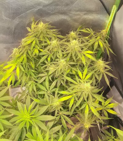 Dutch Power Auto (Kera Seeds) Cannabis-Samen