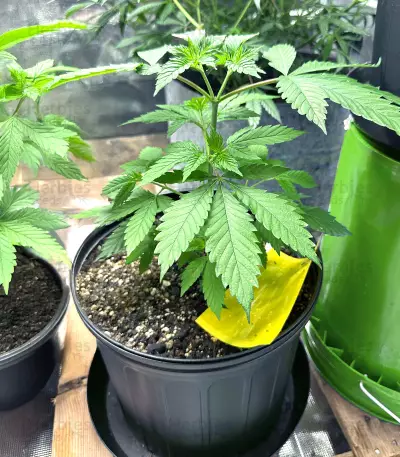 Girl Scout Cookies (Blackskull Seeds) Cannabis-Samen