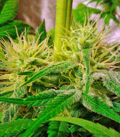 Hubble Bubble (Mandala seeds) Cannabis-Samen
