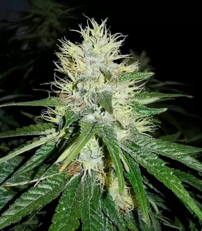 Jack Herer feminisierte Samen (Seedkeepers)