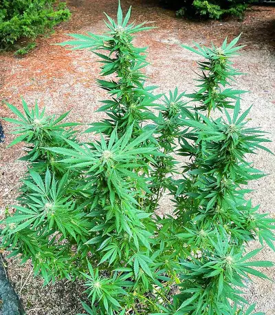 Kali Banner feminisierte Samen (AlphaFem Seeds)