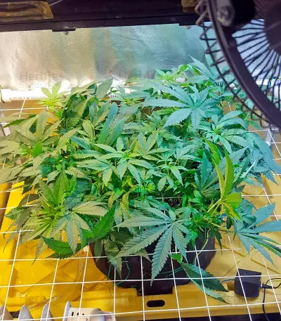 Northern Light regular (Nirvana Seeds) Cannabis-Samen