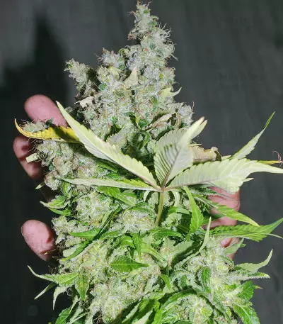 Purple Haze 1 (Positronics Seeds) Cannabis-Samen