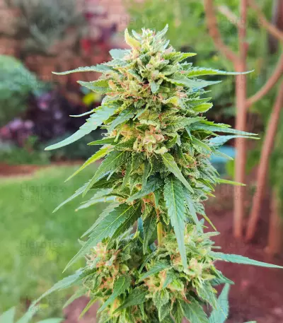 Somango XXL (Nirvana Seeds) Cannabis-Samen
