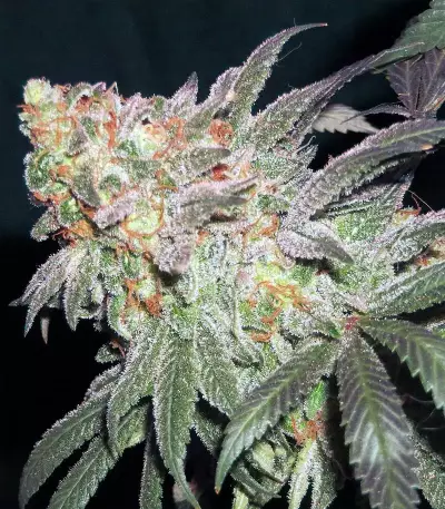 Afghan Kush Early Harvest (World of Seeds) Cannabis-Samen
