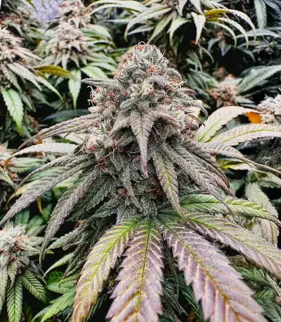 Cherry Gar-see-yaa feminisierte Samen (Ethos Genetics)