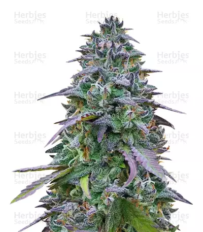 Cookies USA (Pyramid Seeds)