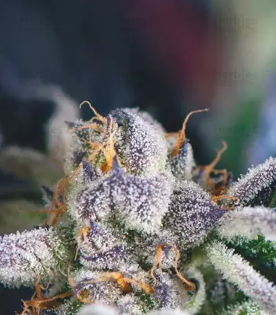 Cookies USA (Pyramid Seeds)