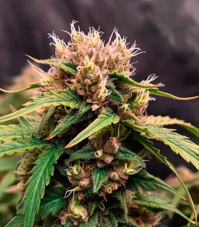 Diesel Matic Auto (Blackskull Seeds) Cannabis-Samen
