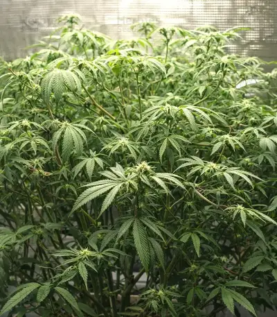 Double Cream (Cream of the Crop Seeds) Cannabis-Samen