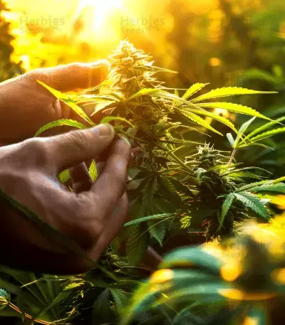 Forbidden Runtz Auto feminisierte Samen (Fast Buds)