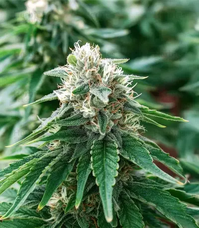 Gorilla Melon feminisierte Samen (Fast Buds)