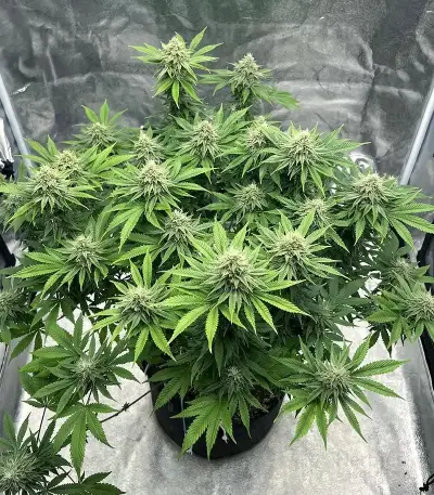 Insane OG (Herbies Seeds)