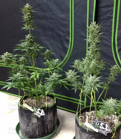 Original Big Bud Auto Samen feminisiert (Fast Buds)