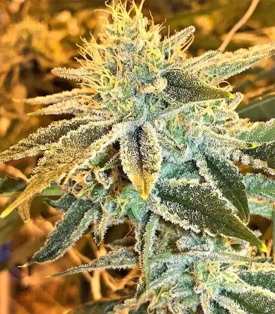 Pure Kush (Original Sensible Seeds) Cannabis-Samen