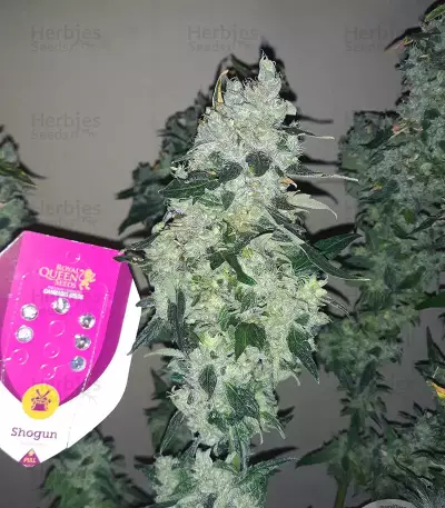 Shogun (RQS) Cannabis-Samen