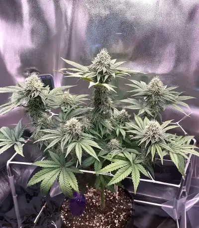 Soul Star (Dr. Underground) Cannabis-Samen
