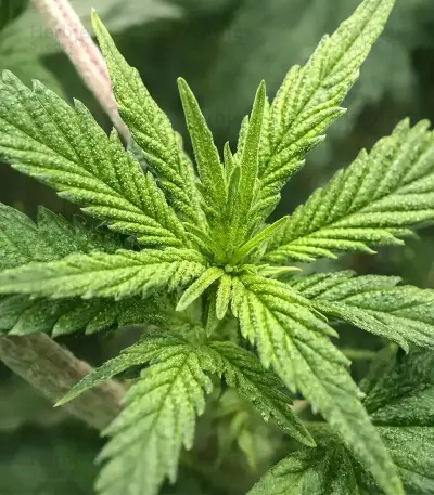 Sour Puss regular (Emerald Triangle Seeds) Cannabis-Samen