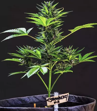 Strawberry Pie Auto Samen feminisiert (Fast Buds)