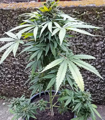 Sweet CBD Auto (Auto Seeds) Cannabis-Samen