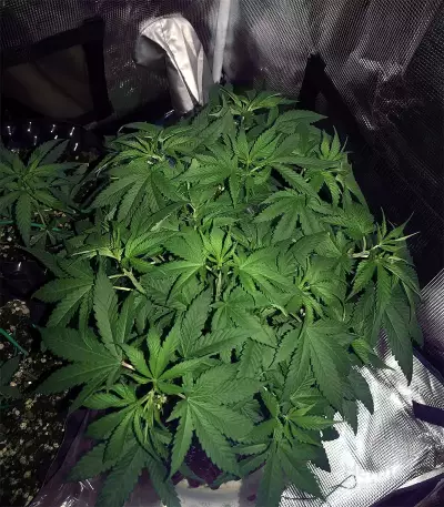Venice Beach Afghan (Kera Seeds) Cannabis-Samen