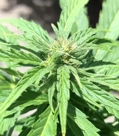 Super Skunk Auto (Garden of Green Seeds) Cannabis-Samen