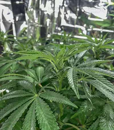 Wedding Cookies Samen feminisiert (Original Sensible Seeds)