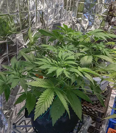 Wedding Cookies Samen feminisiert (Original Sensible Seeds)