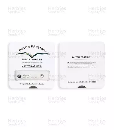 Mazar regular (Dutch Passion) Cannabis-Samen