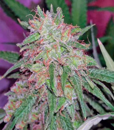 Tangerine Dream (Barney's Farm) Cannabis-Samen