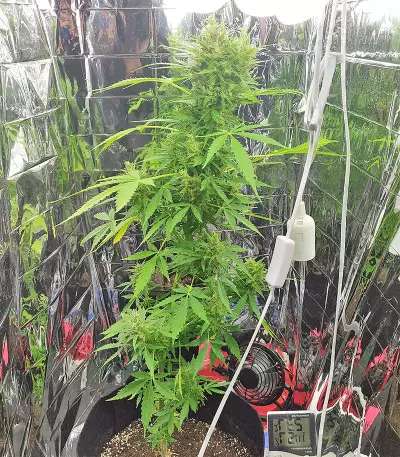 BCN Power Plant Autoflower (Seedstockers) Cannabis-Samen
