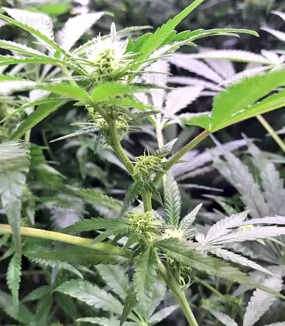 Black Destroyer (Original Sensible Seeds) Cannabis-Samen