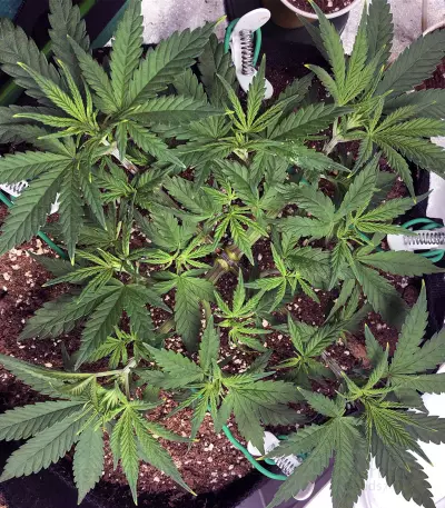 Chocolate Heaven (G13 Labs) Cannabis-Samen