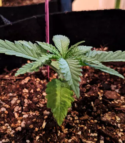 Criminal+ (Ripper Seeds) Cannabis-Samen