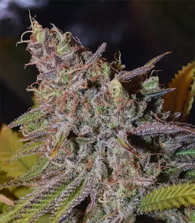 Critical Super Silver Haze (Delicious Seeds)