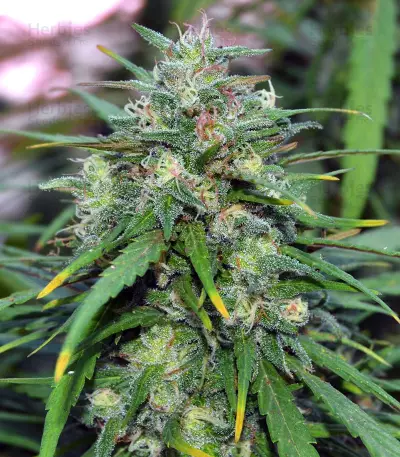 Destroyer Regular (CannaBioGen) Cannabis-Samen