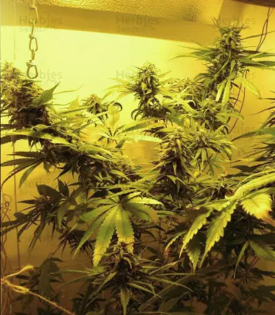 First Lady regular (Sensi Seeds) Cannabis-Samen