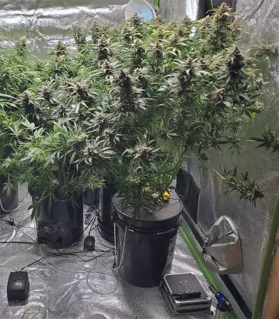 Girl Scout Cookies Auto (Garden Of Green) Cannabis-Samen
