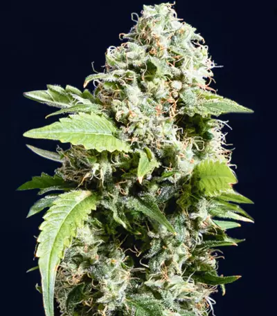 Gorilla G4 Auto (BlimBurn Seeds) Cannabis-Samen