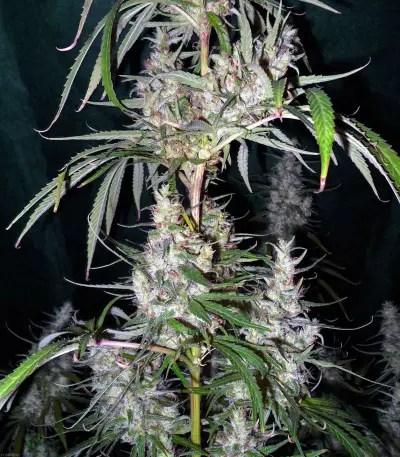 Hawaiian Snow x Wedding Cake x Gelato 33 (GHS) Cannabis-Samen